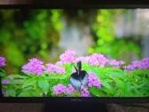 Orion Tv24lb995 LED 61cm. - nuotraukos Nr. 21