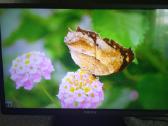 Orion Tv24lb995 LED 61cm. - nuotraukos Nr. 22