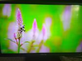 Orion Tv24lb995 LED 61cm. - nuotraukos Nr. 24
