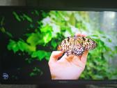 Orion Tv24lb995 LED 61cm. - nuotraukos Nr. 25