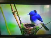 Orion Tv24lb995 LED 61cm.