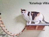 Alytuje dovanojame 200 kačių nuo 2 mėnesių - nuotraukos Nr. 22