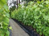 Vynuogių Sodinukai