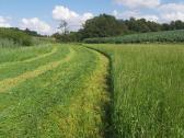 Šiaudų rulonai, šienainio rulonai - nuotraukos Nr. 4