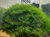 Anubias Petite, Bucephalandra, samanos - nuotraukos Nr. 5