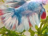 Žuvytės Betta-fish splenders, Deltukai ir krevetės - nuotraukos Nr. 24