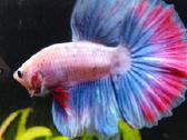 Žuvytės Betta-fish splenders, Deltukai ir krevetės - nuotraukos Nr. 2