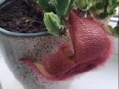 Įvairūs kaktusai ir stambiažiedė stapelija - nuotraukos Nr. 2