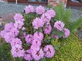 Rododendrai - nuotraukos Nr. 7