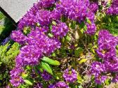 Rododendrai - nuotraukos Nr. 8