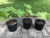 Lastūnė (kamsis) alyvos,forsitija,sedulos - nuotraukos Nr. 10