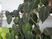 Philodendron Micans karpiniai