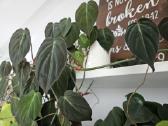 Philodendron Micans karpiniai - nuotraukos Nr. 2
