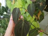 Philodendron Micans karpiniai - nuotraukos Nr. 3