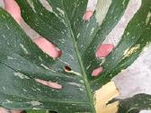 The Monstera Thai Constellation 'Crme Brle'(? - nuotraukos Nr. 5