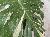 The Monstera Thai Constellation 'Crme Brle'(? - nuotraukos Nr. 4