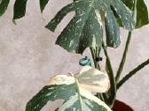 The Monstera Thai Constellation 'Crme Brle'(? - nuotraukos Nr. 2
