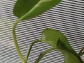 Filodendronai, epipremnum - nuotraukos Nr. 5