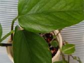 Filodendronai, epipremnum - nuotraukos Nr. 6