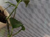 Filodendronai, epipremnum - nuotraukos Nr. 7