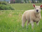 Texel veislės avinai ir avis - nuotraukos Nr. 2