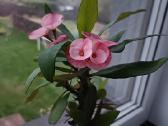 Karpažolė Euphorbia Milii - nuotraukos Nr. 2