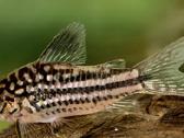 Įv. akvariuminės žuvelės Šiauliuose - nuotraukos Nr. 4