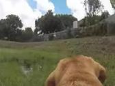 Gopro laikiklis šuniui (10–20 kg) – naujas - nuotraukos Nr. 3