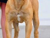 Kanaru dogai(presa Canario)sulaukėme vados - nuotraukos Nr. 6