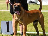 Kanaru dogai(presa Canario)laukiama vada - nuotraukos Nr. 2