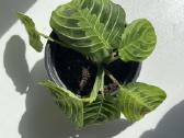 Maranta lemon lime