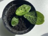 Maranta lemon lime - nuotraukos Nr. 2