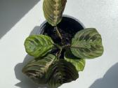 Baltagyslė maranta (Maranta leuconeura)