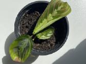 Baltagyslė maranta (Maranta leuconeura) - nuotraukos Nr. 2