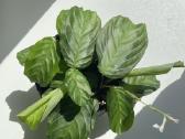 Maranta Silver band