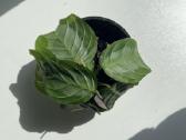 Maranta Silver band - nuotraukos Nr. 2