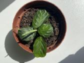 Maranta Silver band - nuotraukos Nr. 3