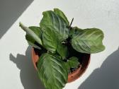 Maranta Silver band - nuotraukos Nr. 4