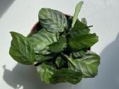 Maranta Silver band - nuotraukos Nr. 5