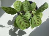 Maranta leuconeura ‘kerchoveana – Rabbit Tracks
