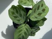 Maranta leuconeura ‘kerchoveana – Rabbit Tracks - nuotraukos Nr. 2