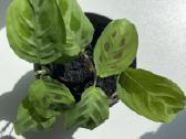 Maranta leuconeura ‘kerchoveana – Rabbit Tracks - nuotraukos Nr. 3
