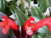 Aeschynanthus