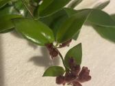 Aeschynanthus - nuotraukos Nr. 7