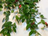 Aeschynanthus - nuotraukos Nr. 5