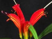 Aeschynanthus - nuotraukos Nr. 6