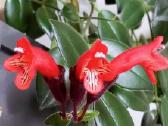 Aeschynanthus - nuotraukos Nr. 8