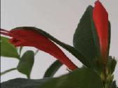 Aeschynanthus - nuotraukos Nr. 9