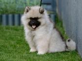 Volfšpicai (keeshond) rezervacijai - nuotraukos Nr. 2