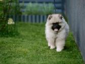Volfšpicai (keeshond) rezervacijai - nuotraukos Nr. 3